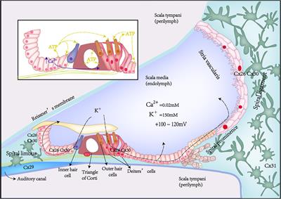 Pathological mechanisms of connexin26-related hearing loss: Potassium recycling, ATP-calcium signaling, or energy supply?